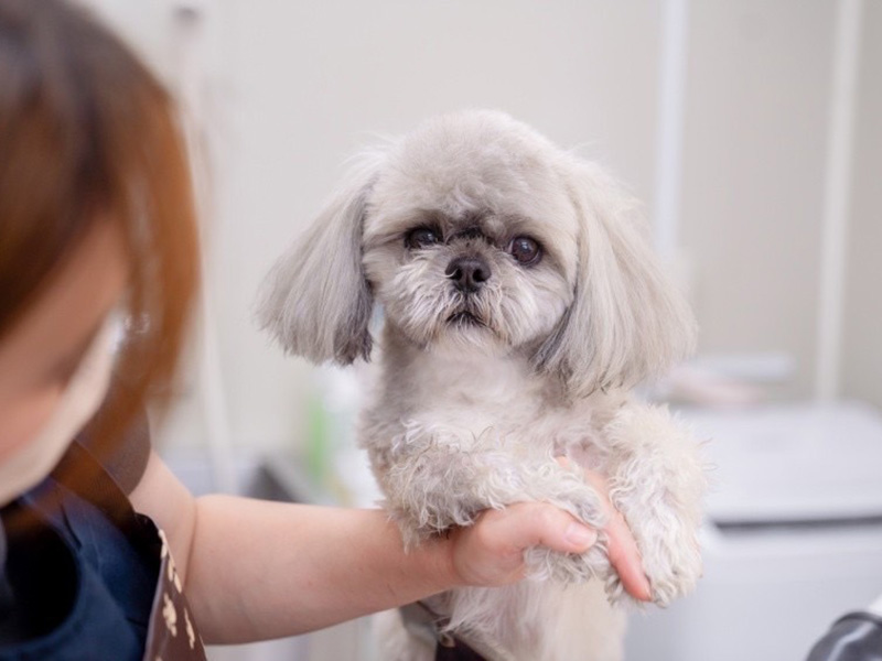 N.dog(エヌドッグ)